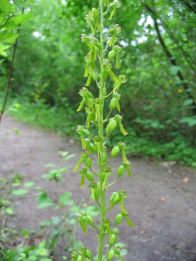 Neottia ovata (=Listera ovata)